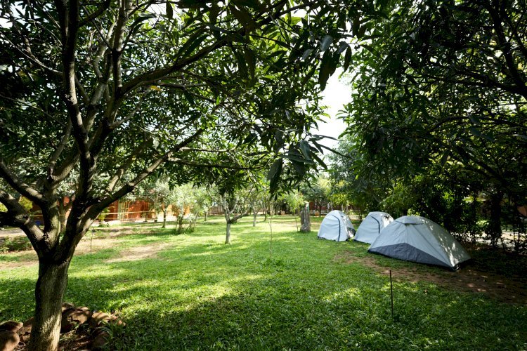 A Place Where Pets Are Family Too At Suggee Resort