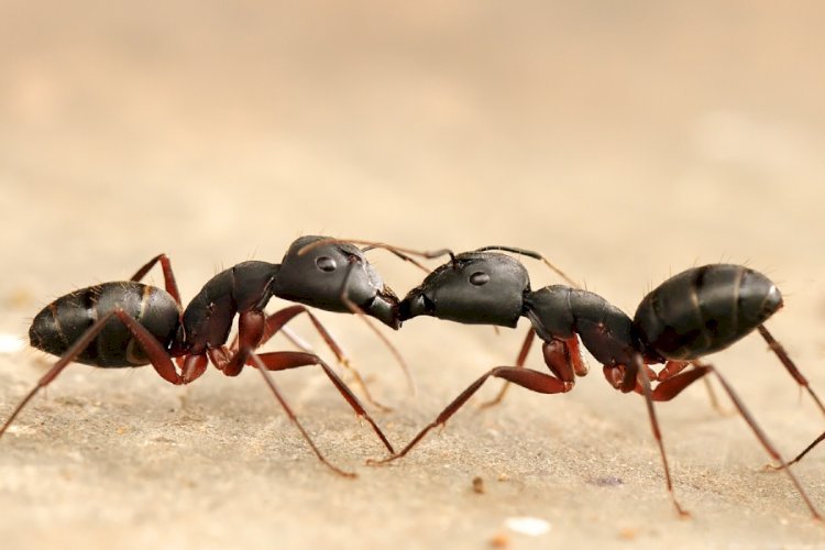 Ant Removal Experts Dover, DE – Eco-Friendly Pest Control Services
