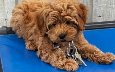 Tips for Leash Walking in Busy or Distracting Environments