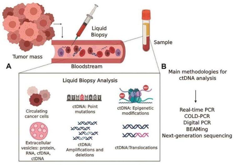 Circulating Tumor DNA (ctDNA) vs. Cell-free DNA (cfDNA)