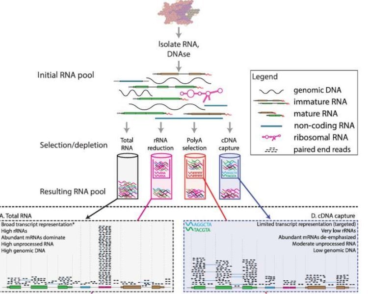 Step-by-Step Guide to Iso-Seq Protocol: From Sample Preparation to Data Analysis