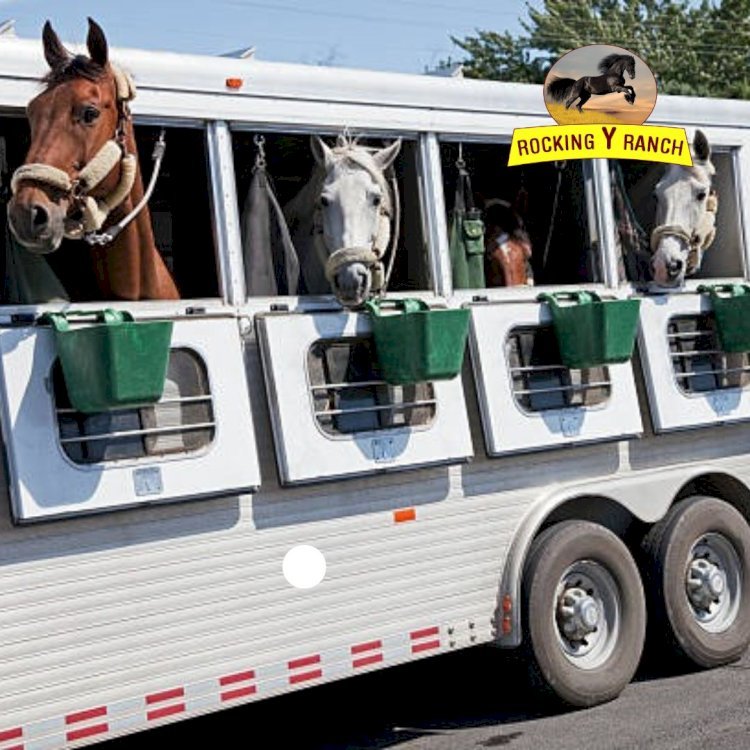 Reliable and Professional Horse Delivery in California