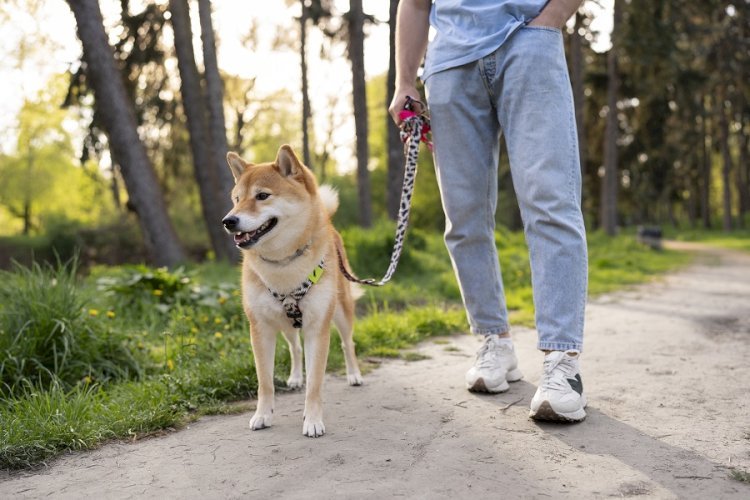 Pre-Walk Dog Training: Simple Steps That Make Every Walk Better