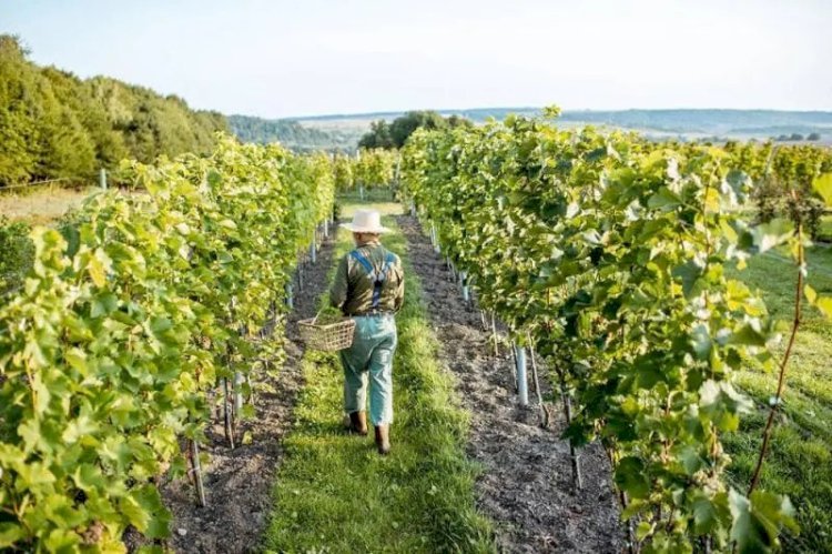 Luxury Wine Tour Limo Service in Washington DC
