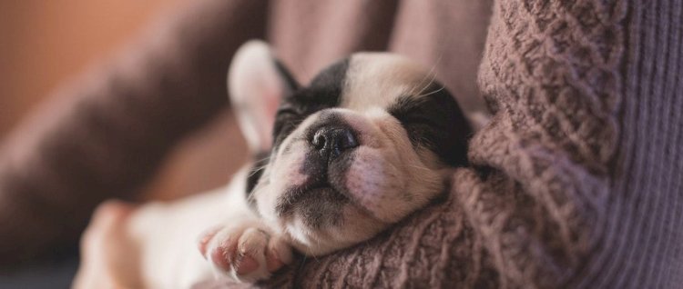 Why Shouldn’t I Wait for My Pet’s "Natural End" to Happen?