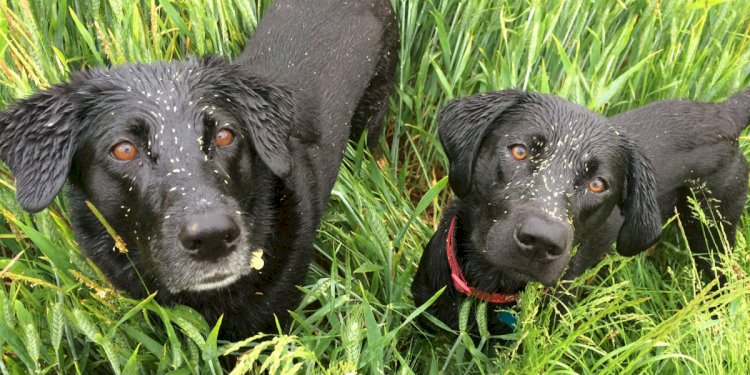 Why Grass Seeds Are a Serious Summer Risk for Dogs in Keysborough