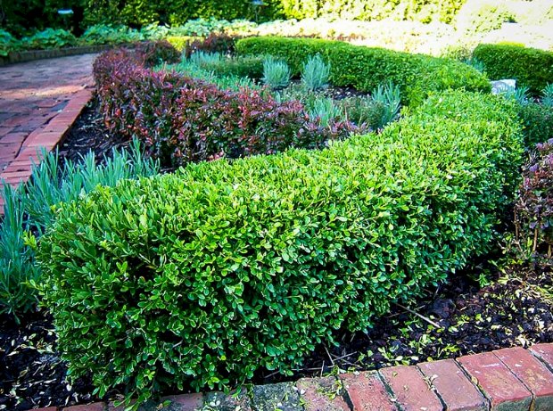 Best Privacy Trees for Creating a Natural Living Screen