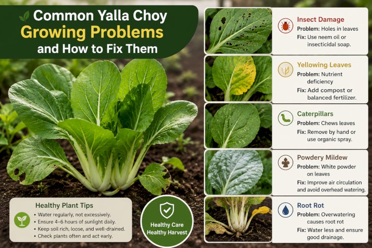 Common Yalla Choy Growing Problems and How to Fix Them